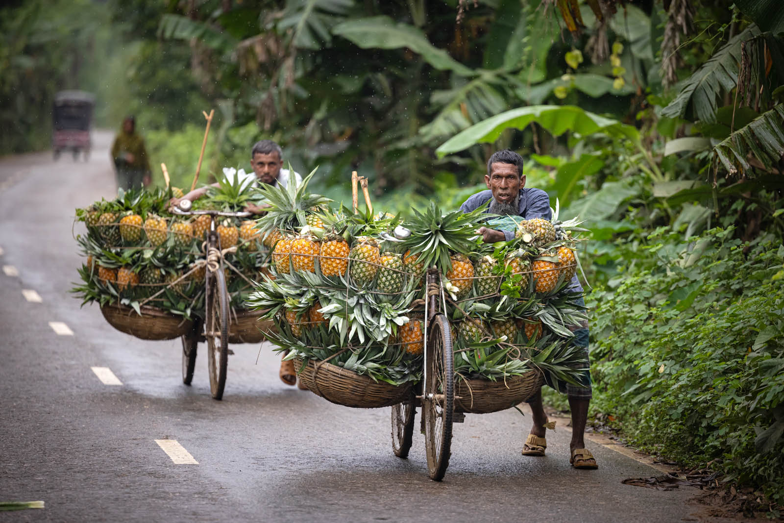 Pineapple harvest
